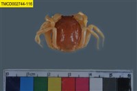 藏品(短指和尚蟹)的圖片